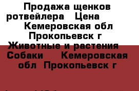 Продажа щенков ротвейлера › Цена ­ 12 000 - Кемеровская обл., Прокопьевск г. Животные и растения » Собаки   . Кемеровская обл.,Прокопьевск г.